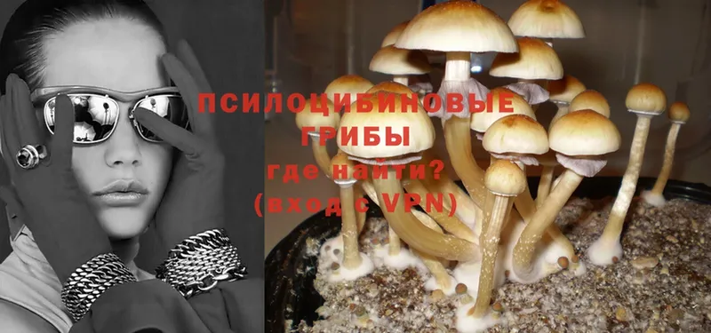 Псилоцибиновые грибы Psilocybine cubensis  Нюрба 